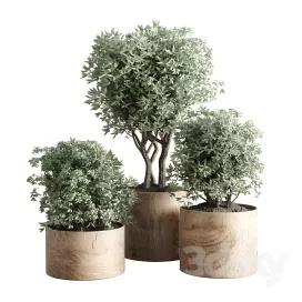 Collection indoor plant wood vase